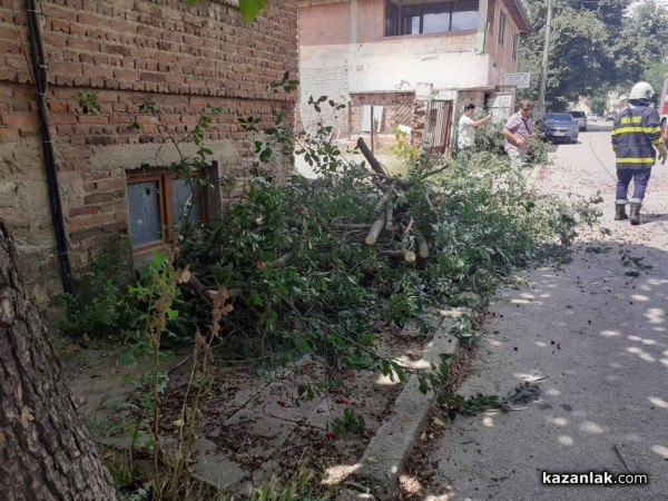 Вишна се сцепи на две и падна върху две коли