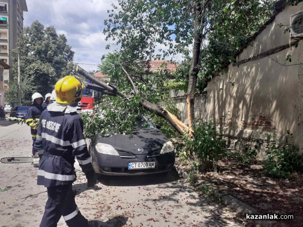 Вишна се сцепи на две и падна върху две коли