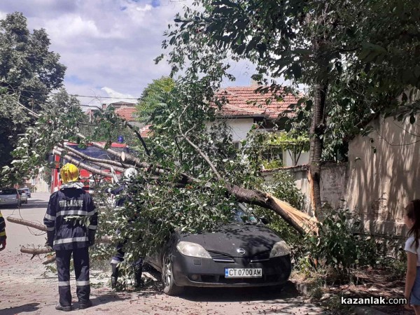 Вишна се сцепи на две и падна върху две коли