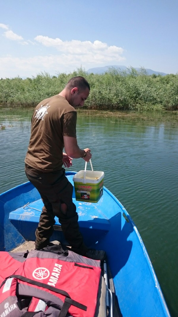 Пуснаха 1 200 000 шаранчета в язовир Копринка