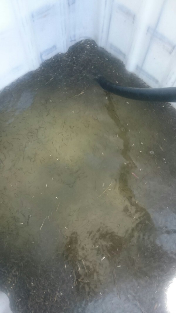 Пуснаха 1 200 000 шаранчета в язовир Копринка