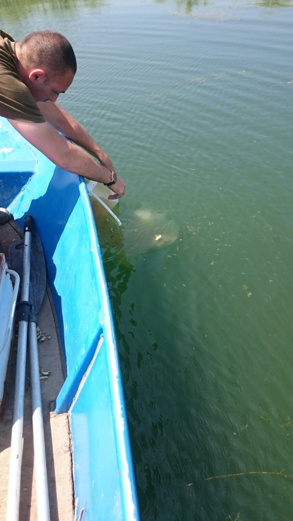 Пуснаха 1 200 000 шаранчета в язовир Копринка