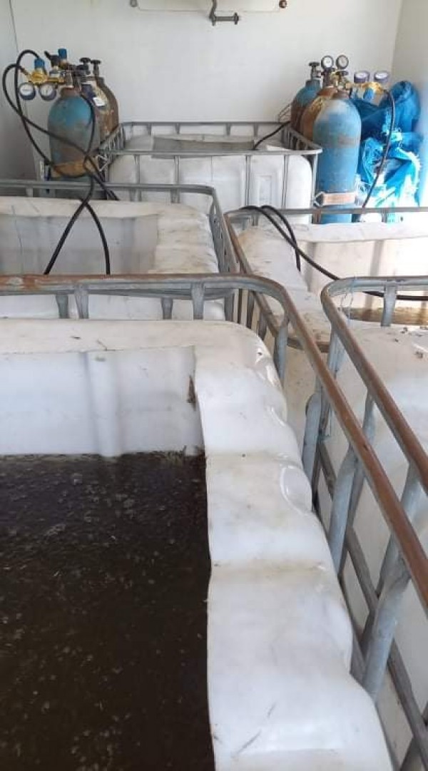 Пуснаха 1 200 000 шаранчета в язовир Копринка