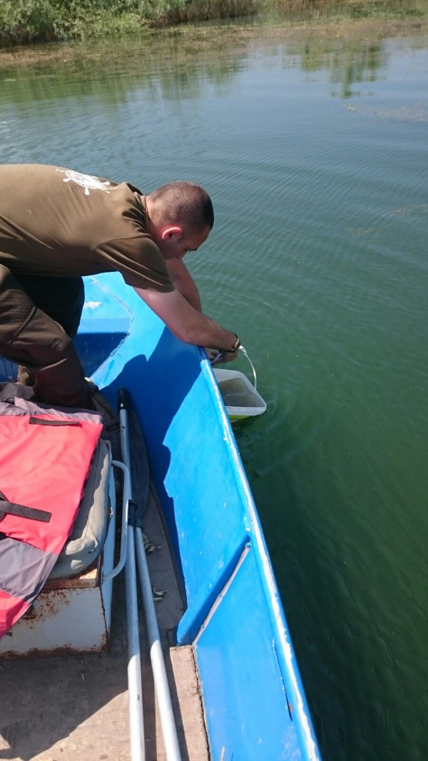 Пуснаха 1 200 000 шаранчета в язовир Копринка