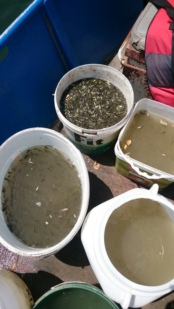 Пуснаха 1 200 000 шаранчета в язовир Копринка