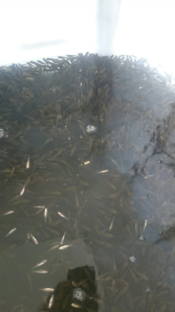 Пуснаха 1 200 000 шаранчета в язовир Копринка