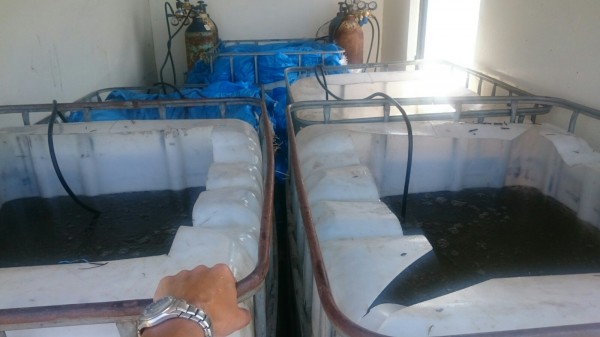 Пуснаха 1 200 000 шаранчета в язовир Копринка