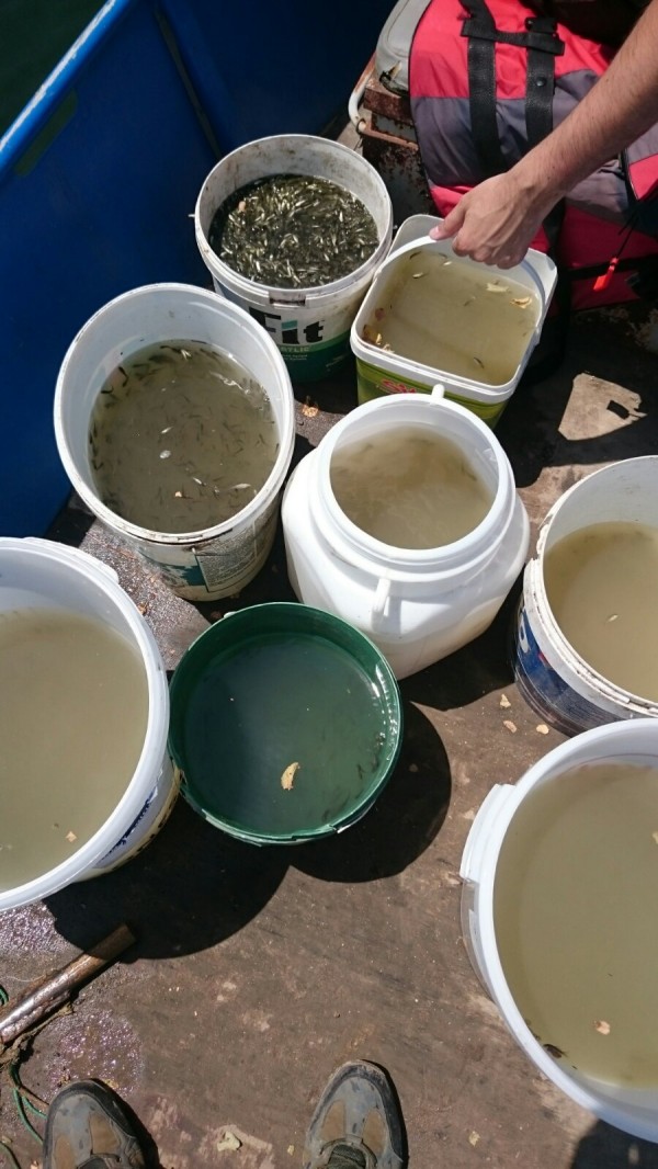 Пуснаха 1 200 000 шаранчета в язовир Копринка