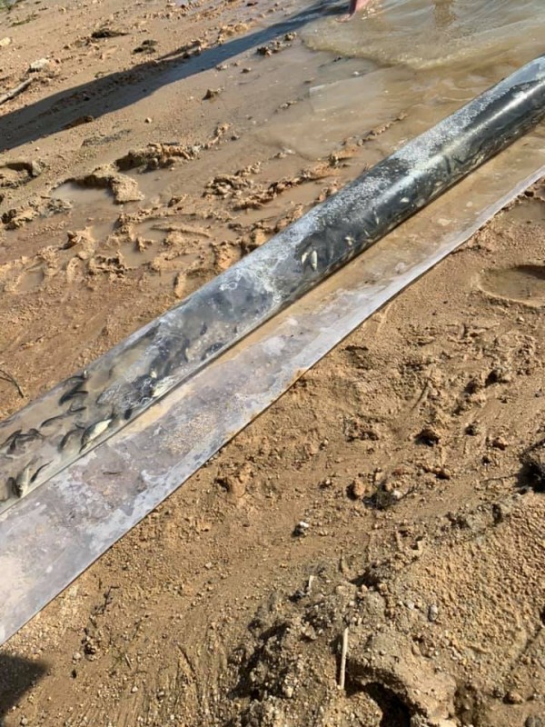 30 000 рибки амур и толстолоб вече плуват в язовир Копринка