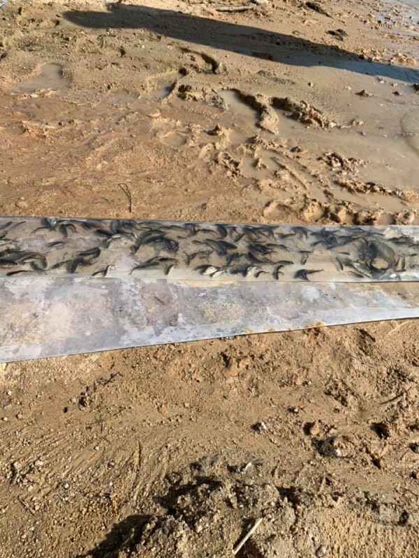 30 000 рибки амур и толстолоб вече плуват в язовир Копринка