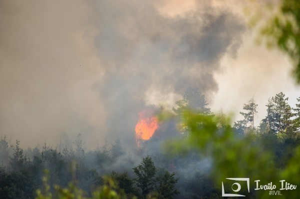Пожарникари и доброволци гасят пожар в борова гора край Павел баня