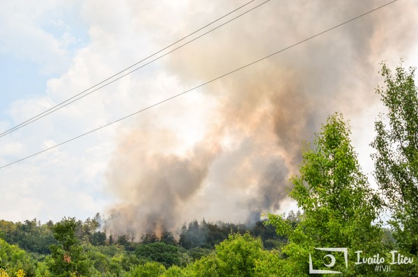 Пожарникари и доброволци гасят пожар в борова гора край Павел баня
