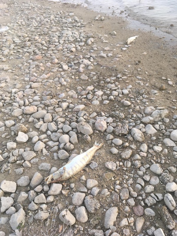 Липса на кислород убива бялата риба на язовир Копринка