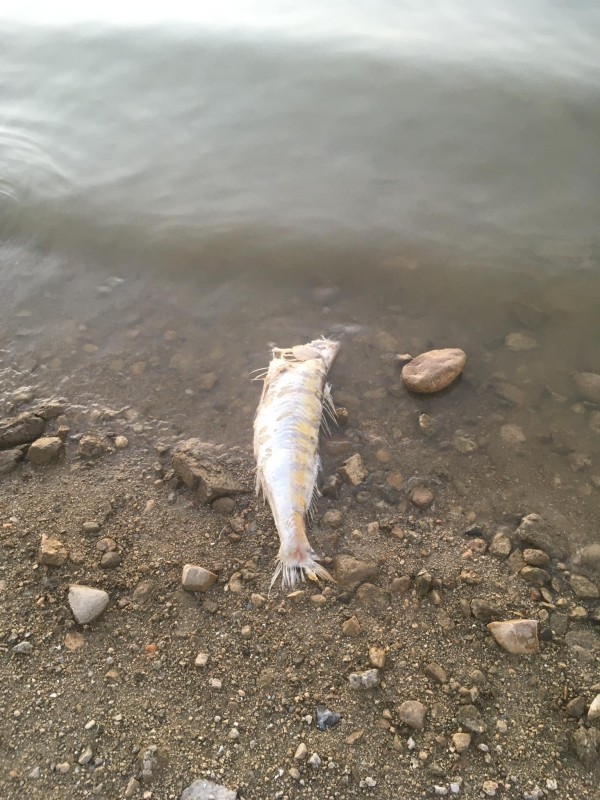 Липса на кислород убива бялата риба на язовир Копринка