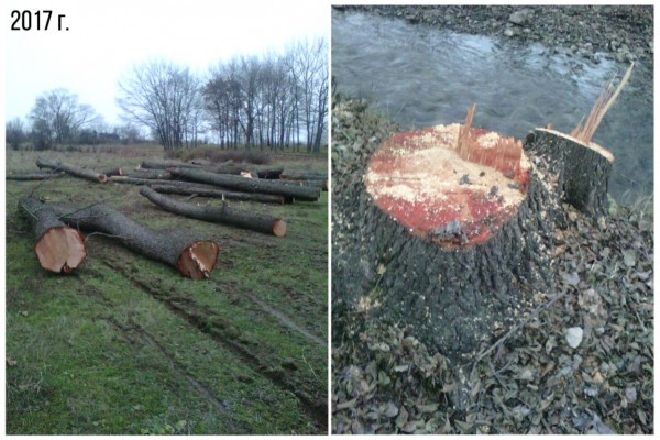 Вековна гора край Старата река вече е защитена, след борбата до последен дъх на Боряна