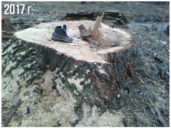 Вековна гора край Старата река вече е защитена, след борбата до последен дъх на Боряна