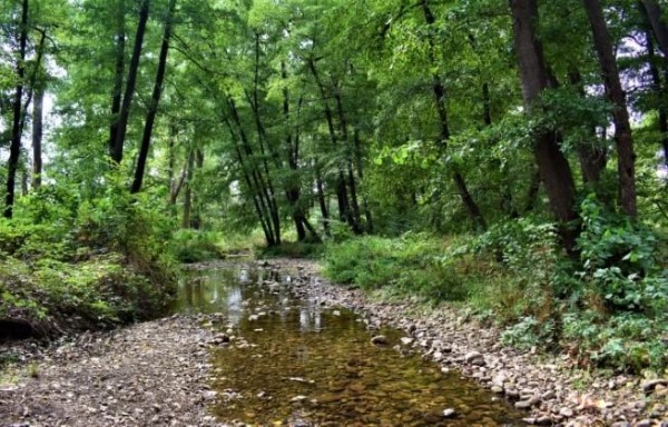Вековна гора край Старата река вече е защитена, след борбата до последен дъх на Боряна