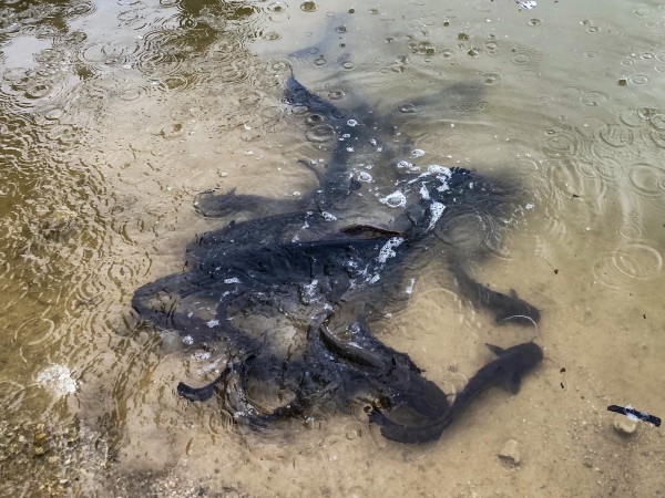 220 кг. бяла риба и 56 кг. отраснали сомчета заплуваха в яз. Копринка след състезанието