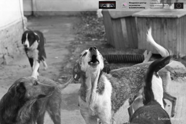 Инициативата “Куче - усмихни се“ продължава