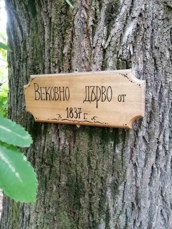 184-годишен кестен в двора на енинската църква вече е защитен