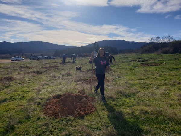 И най-малките се включиха в залесяването в Розово