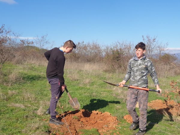 И най-малките се включиха в залесяването в Розово