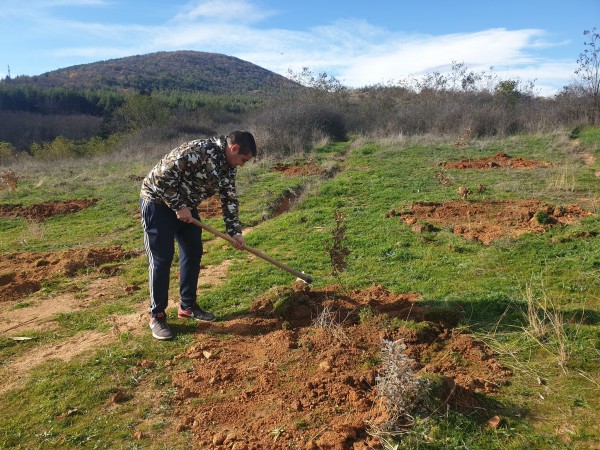 И най-малките се включиха в залесяването в Розово