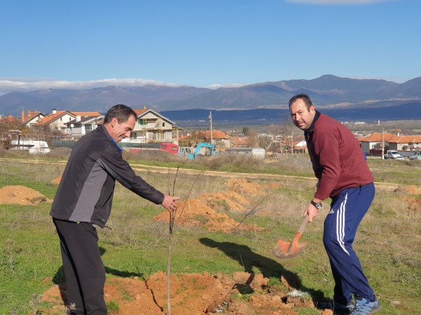 И най-малките се включиха в залесяването в Розово