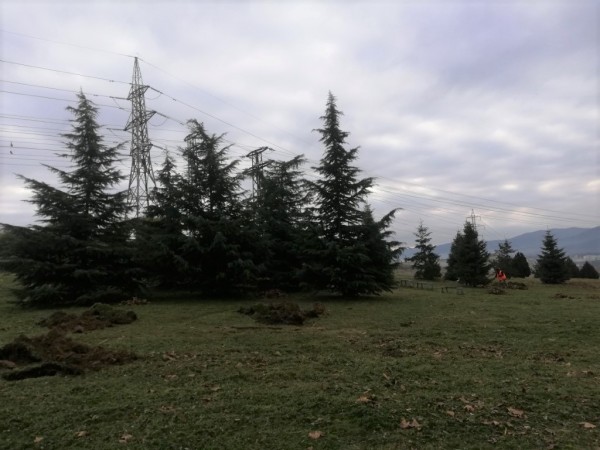 Гората на казанлъшките медици ще бъде в ж.к. “Изток“