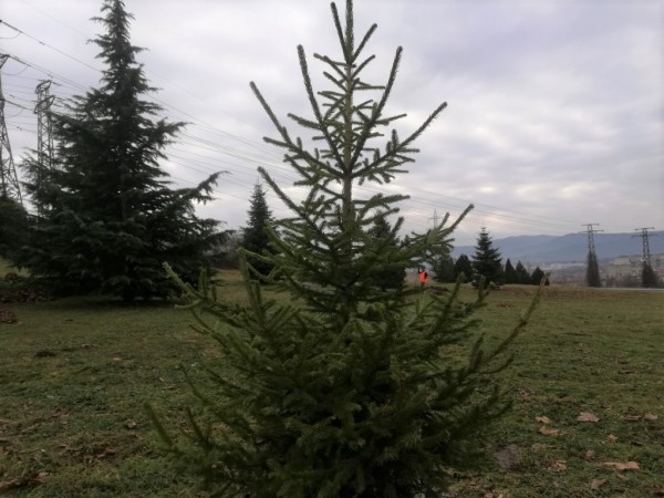 Гората на казанлъшките медици ще бъде в ж.к. “Изток“