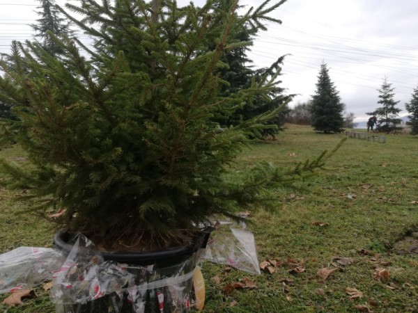 Гората на казанлъшките медици ще бъде в ж.к. “Изток“