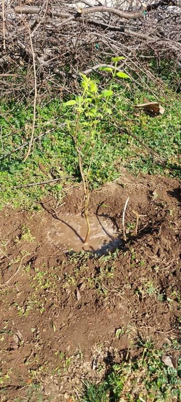 Малките природолюбители от ОУ „Св. Паисий Хилендарски“ засадиха люлякови дръвчета