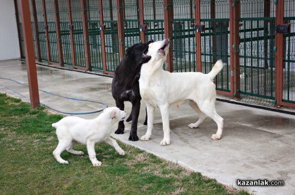 Чистокръвен алабай с родословие търси своя нов, любящ собственик