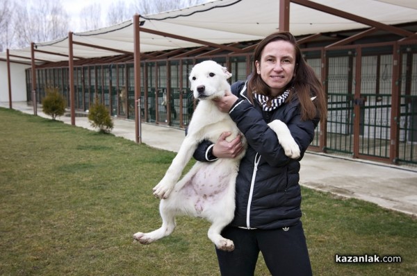 Чистокръвен алабай с родословие търси своя нов, любящ собственик