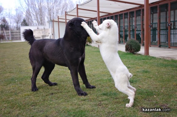 Чистокръвен алабай с родословие търси своя нов, любящ собственик