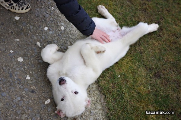 Чистокръвен алабай с родословие търси своя нов, любящ собственик