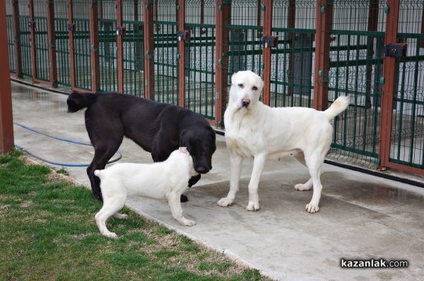 Чистокръвен алабай с родословие търси своя нов, любящ собственик