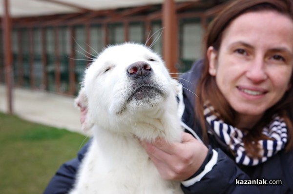 Чистокръвен алабай с родословие търси своя нов, любящ собственик