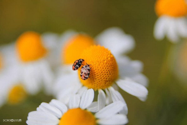 Надникнете в колорита на макро фотографията с “Живите цветове“ на Дончо Дончев