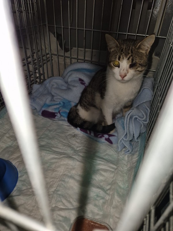 Казанлъчани доставиха над 350 кг храна за животните в Украйна