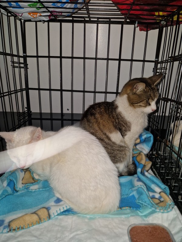 Казанлъчани доставиха над 350 кг храна за животните в Украйна