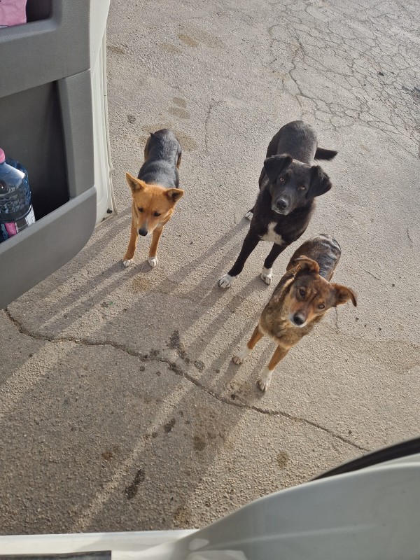 Казанлъчани доставиха над 350 кг храна за животните в Украйна