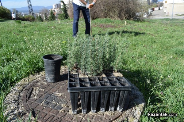 120 кедрови дръвчета бяха залесени от казанлъшкото туристическо дружество „Орлово гнездо” 