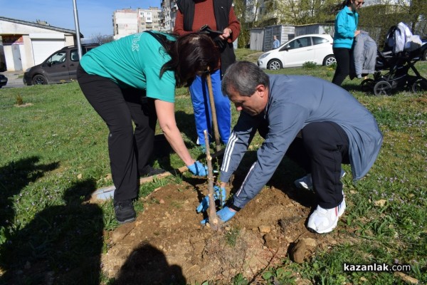 120 кедрови дръвчета бяха залесени от казанлъшкото туристическо дружество „Орлово гнездо” 