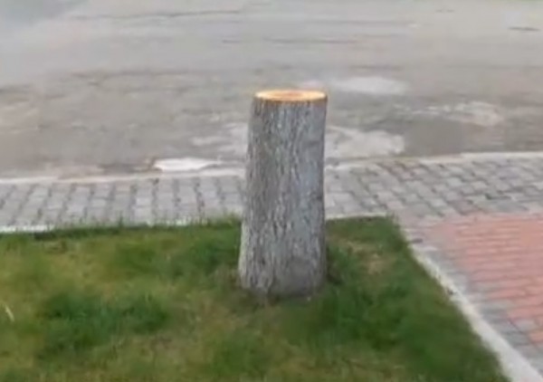 Защо отсякоха 8 дървета в Овощник? Отговаря кметът на селото Иван Колев