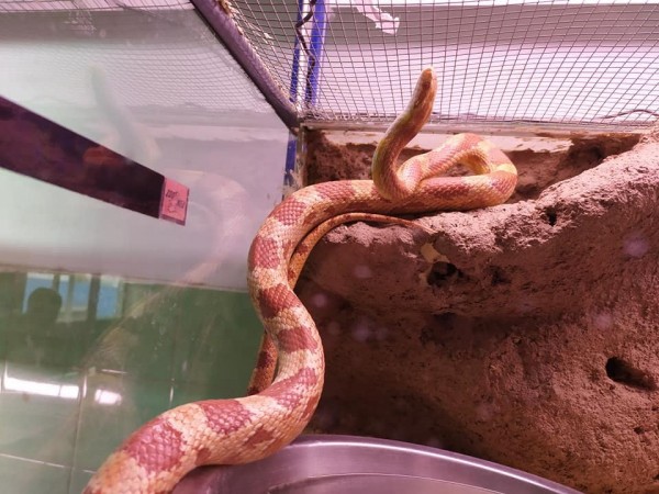 Eдна седмица обучение, наблюдение, забавление - ПГ “Иван Хаджиенов“ в Севиля