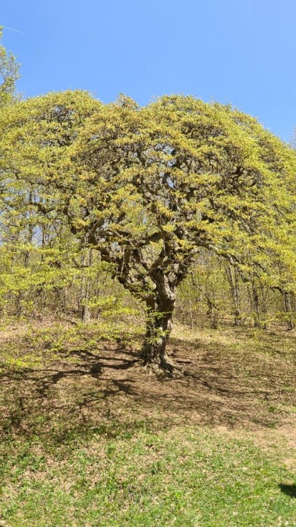 110 деца се включиха в екоконкурса “Аз и гората“