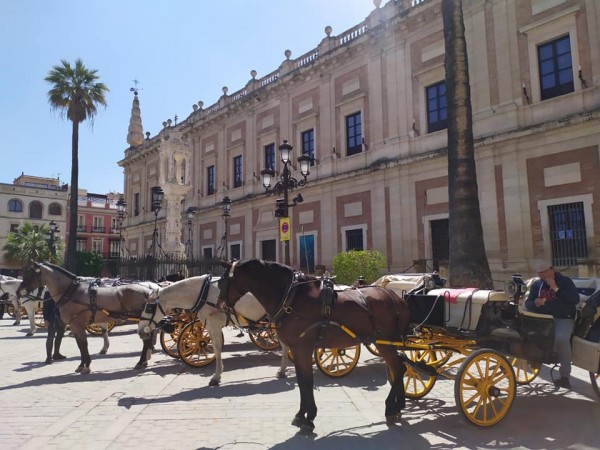 Eдна седмица обучение, наблюдение, забавление - ПГ “Иван Хаджиенов“ в Севиля