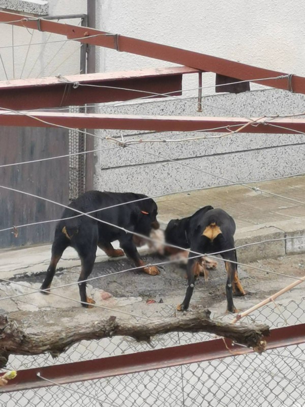 Ротвайлери разкъсаха котка в Енина. Енинци са притеснени от нападение