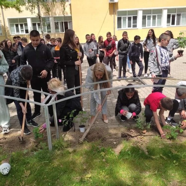 Седмокласници засадиха рози Дамасцена в двора на училището си